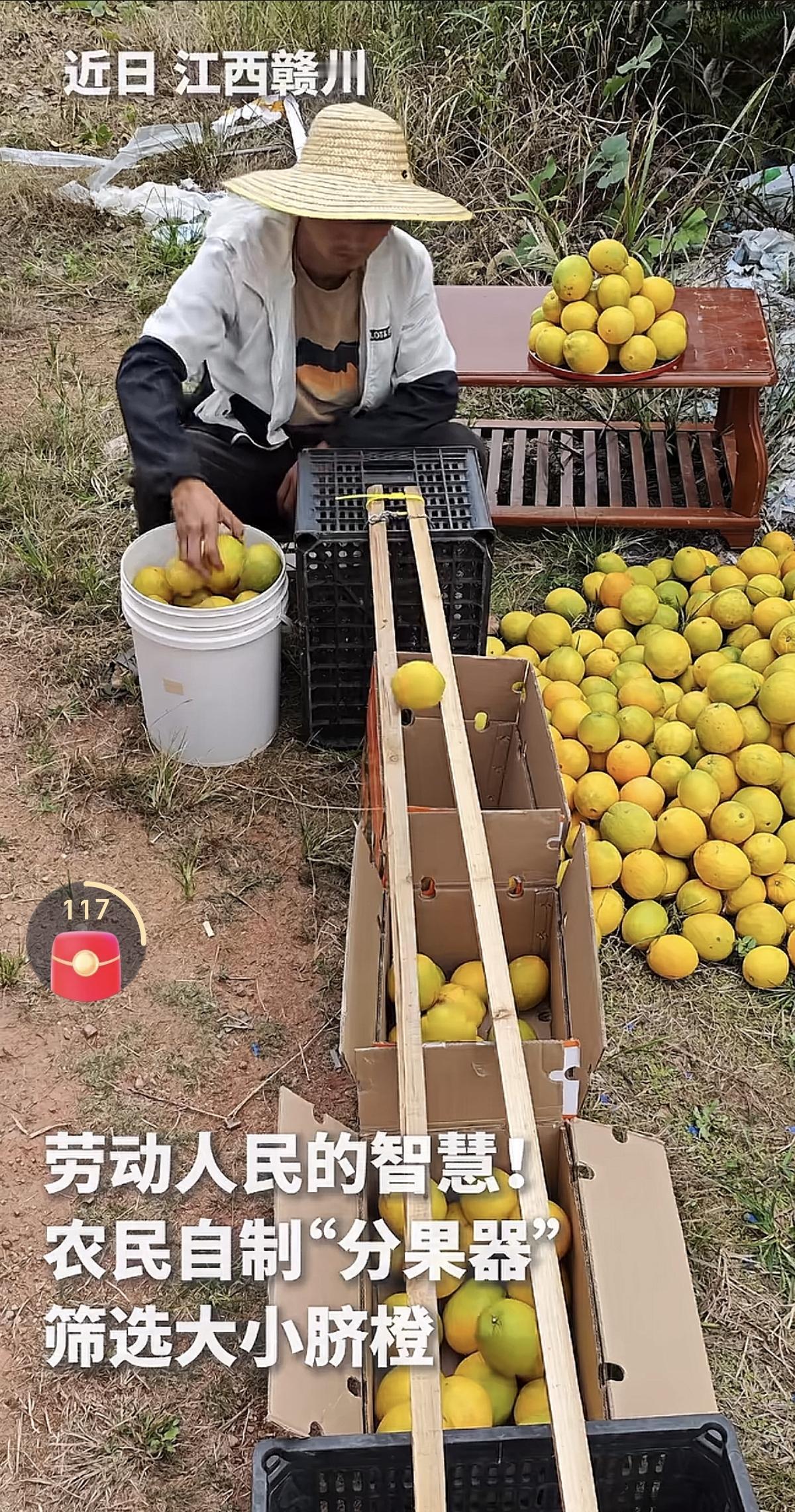 经验来源于生活，你看江西赣州果农自制的这个分果器，就很好用。江西脐橙是很出名的，