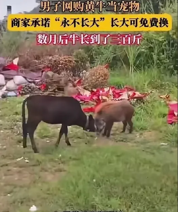 男子网购牛犊当宠物养。商家承诺光吃不长“永不长大，长大包换”。数月后，小牛疯