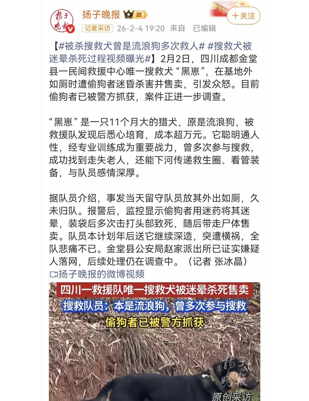 这个society到底怎么了！！这可是搜救犬啊