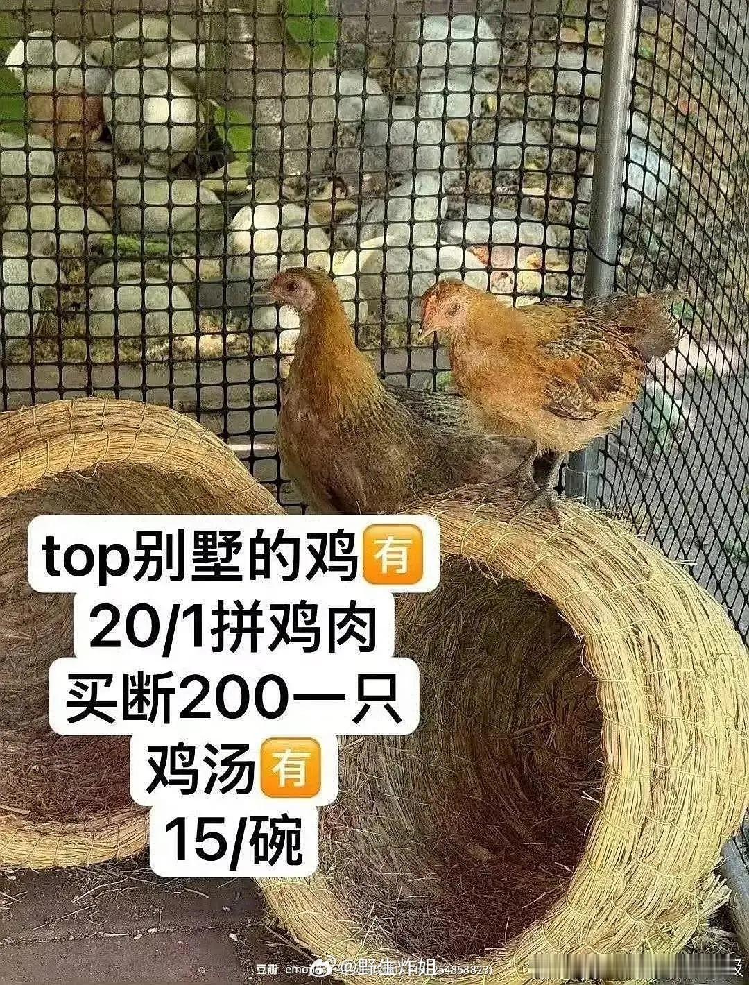 私生真的好疯狂，给张极养的鸡偷没了