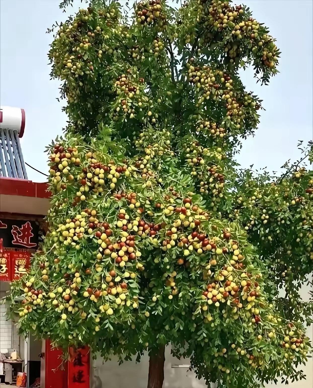 有这么果满枝低的枣树，看着惬意……这张图片，让我想起了王菲唱的电视剧《主角》