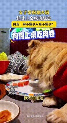 人狗共食餐具着实离谱！北京涮肉店上演一只宠物狗上桌，直接食用餐盘中生肉卷，商家无