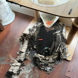 黑龙江哈尔滨发生的一起火灾，听起来简直像电影里的荒诞情节。一位男士家里的猫爬架竟