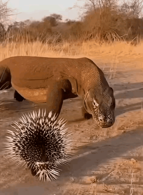 豪猪身上的刺，杀伤力是很大的，很多动物对此都是很打怵的，包括狮子、豹子和非洲斑鬣