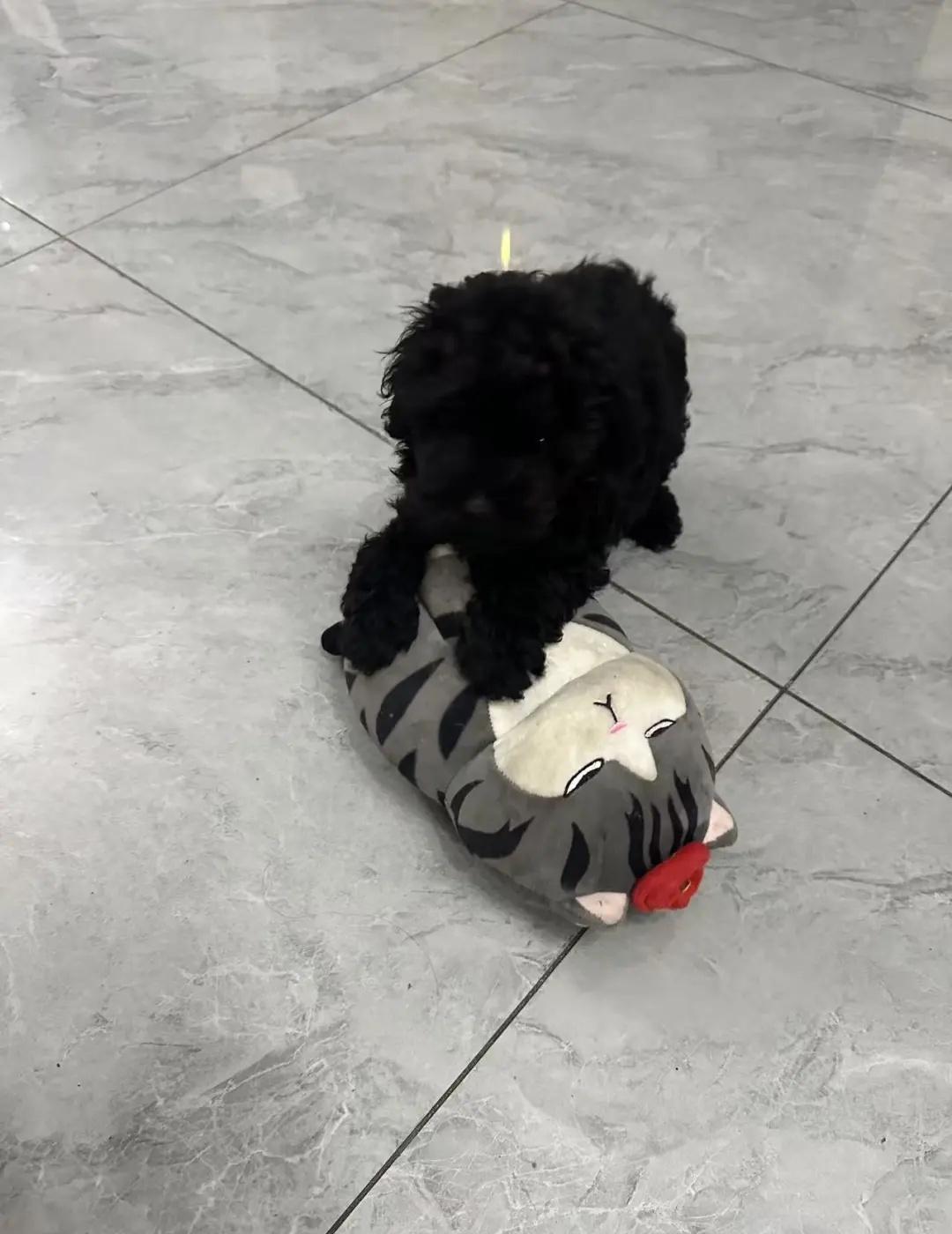 11月13日我的车被朋友开玩笑贴了一张假罚单，拍照发给我了，我当真了，就给男朋友