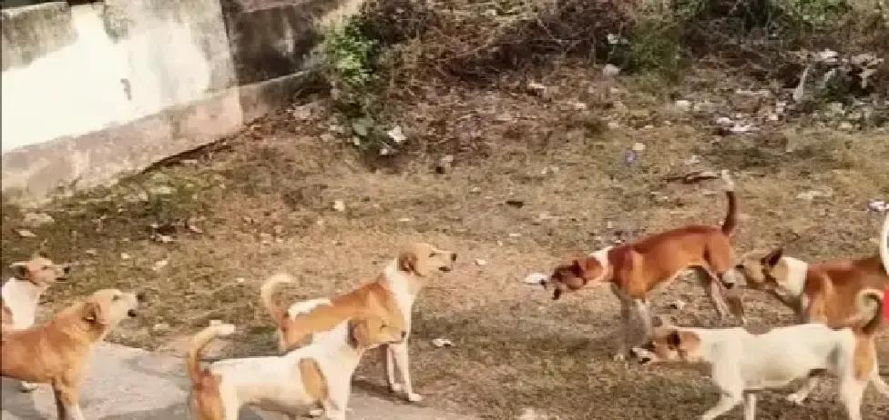 村里狗打架，一只家养黄狗突然掉头冲回家，叼着菜刀又杀回来，把围观人都看愣了。群