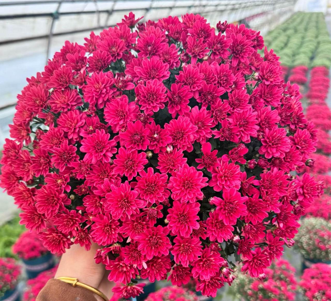 红乒乓菊红色大丽菊球菊球菊千头菊大棚菊花种植