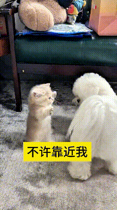 这个视频我反复看了好几遍，看着特别有意思。小狗只想凑上去，跟小猫亲近玩耍，压根没