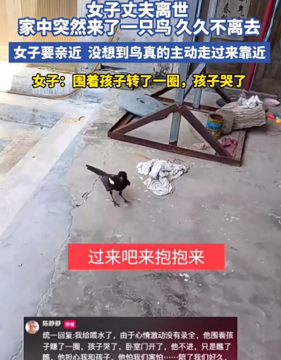 “这下彻底解释不清楚了！”山东，女子丈夫离世，家中突然来了一只鸟，久久不离去！更