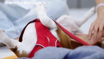 黄子弘凡探望截肢疗愈犬眼眶湿润黄子弘凡吉他弹唱陪伴孤独症孩子截肢疗愈犬的生命力