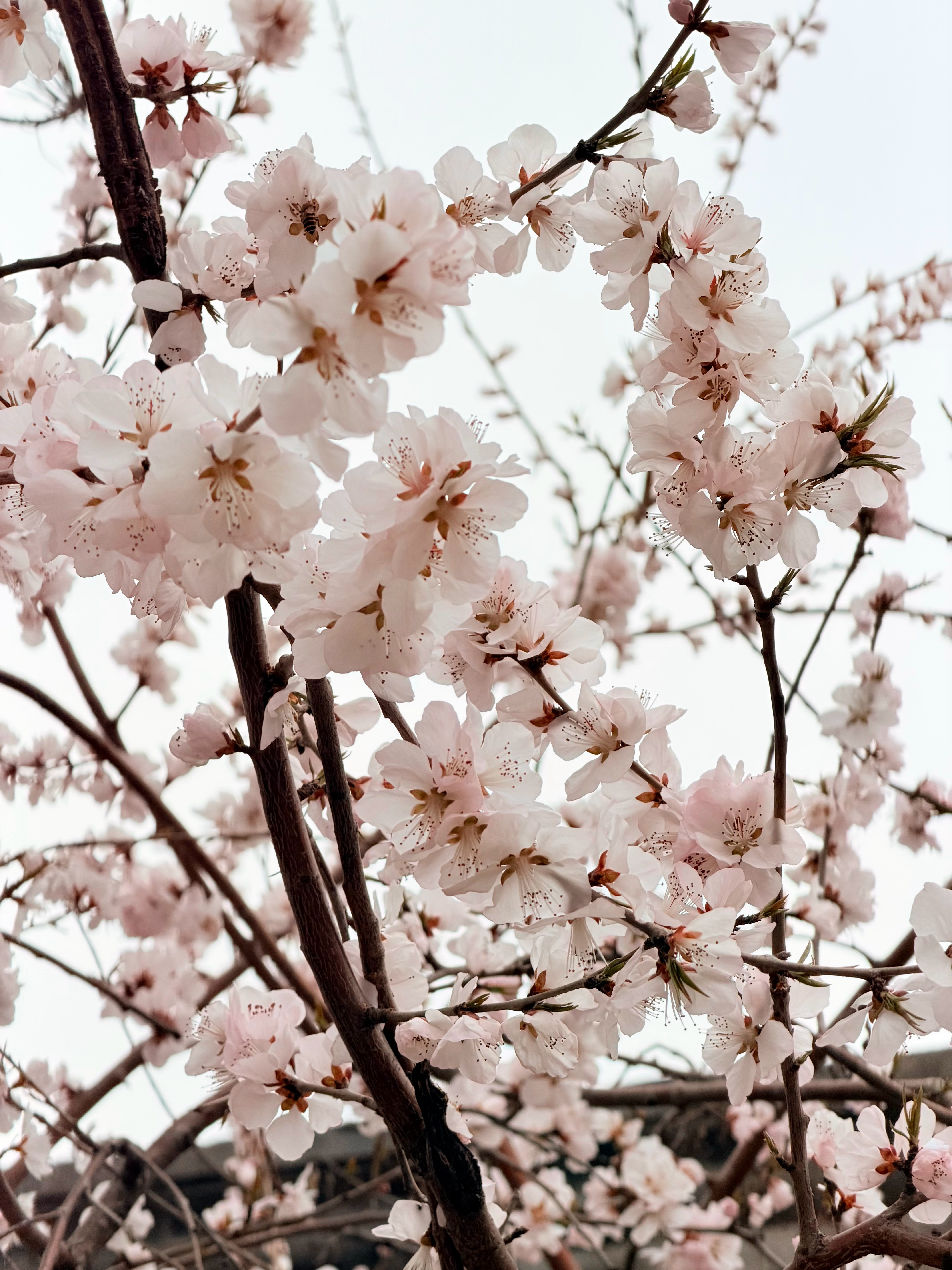 这几天外出发现桃花开了🌸玉兰花也开了没去什么景点也偶遇了美丽的花花们北京的春天
