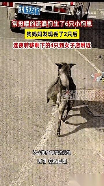 窝里不对劲。前两天，刚生下六只崽。今天再回去，只剩四只。那两个，凭空没了。安