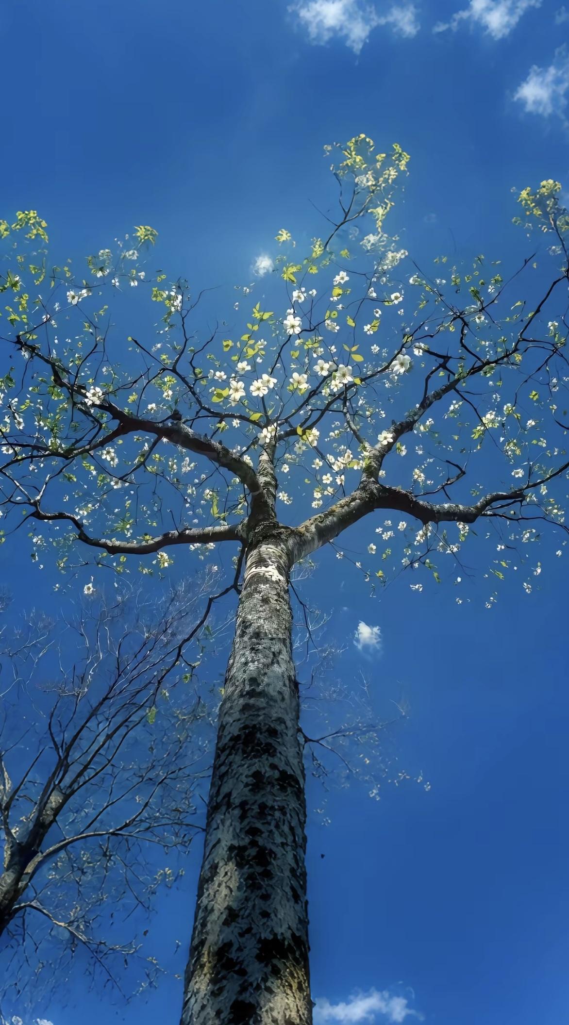 随手拍一张夕阳西下的美景夕阳西下，一切都是那么美好，落日余晖，美景就在眼前！