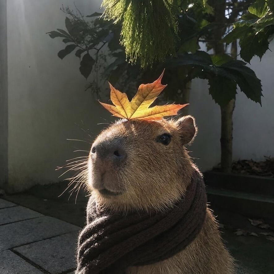 🍂豚豚​​​