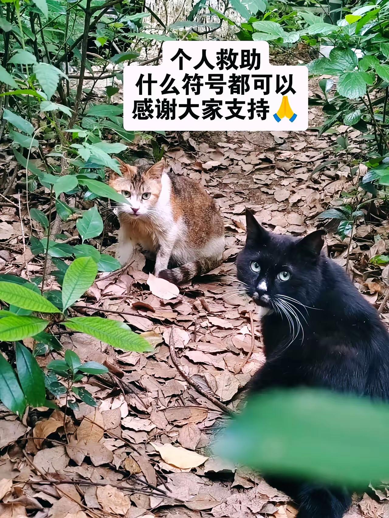 你有没有留意过城市里那些不起眼的流浪小猫咪？它们穿梭在大街小巷，白天躲在角落避