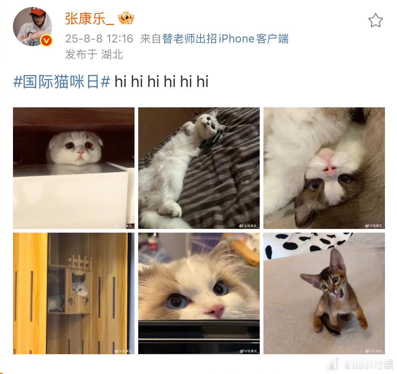张康乐hi了6次张康乐六只猫首次集结带着全家6只猫咪向我们走来！一家人就是要整