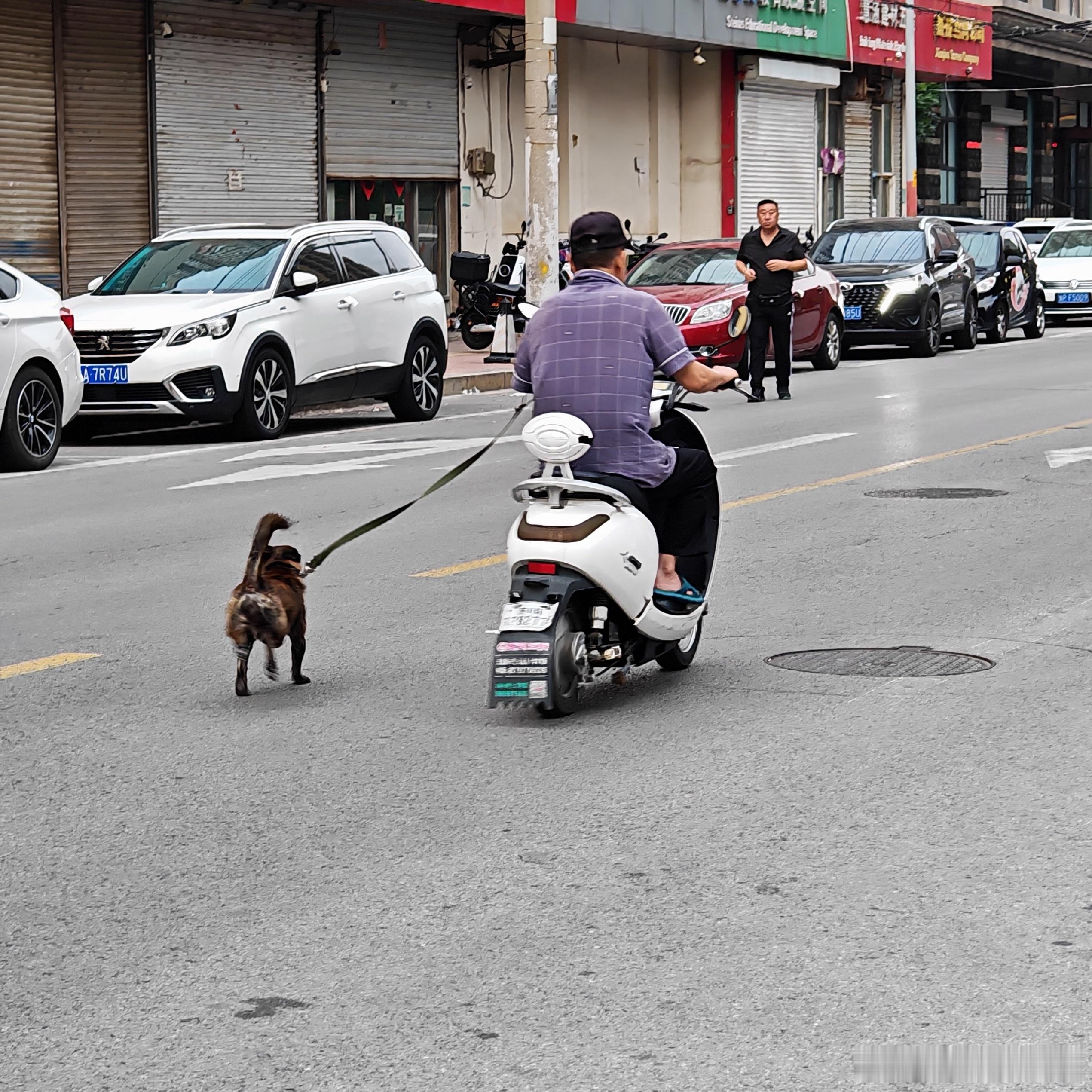 新能源遛狗，人是轻松了，狗子跑了个马拉松[doge]​​​