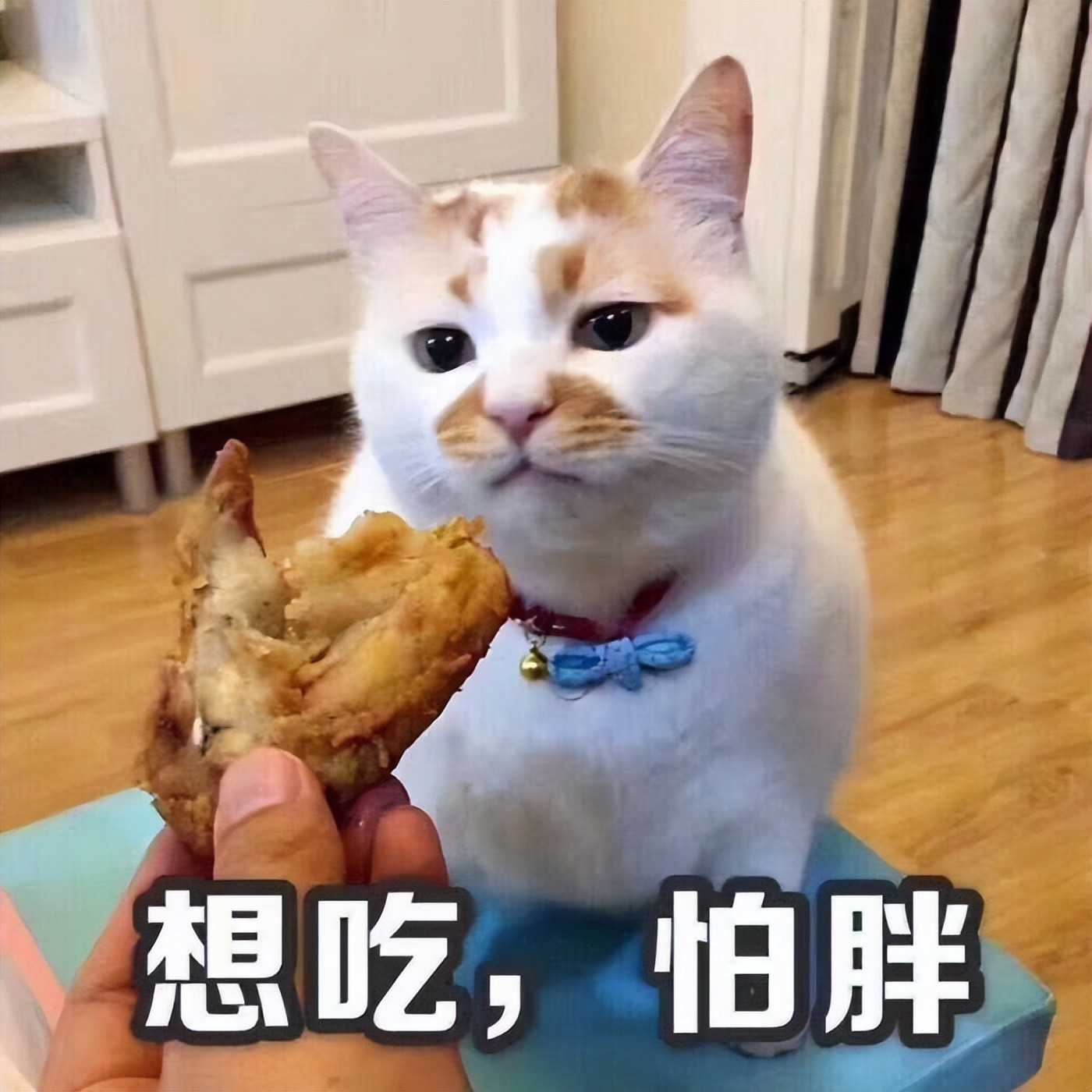 瘦猫VS胖猫，差别竟然这么大！铲屎官必看