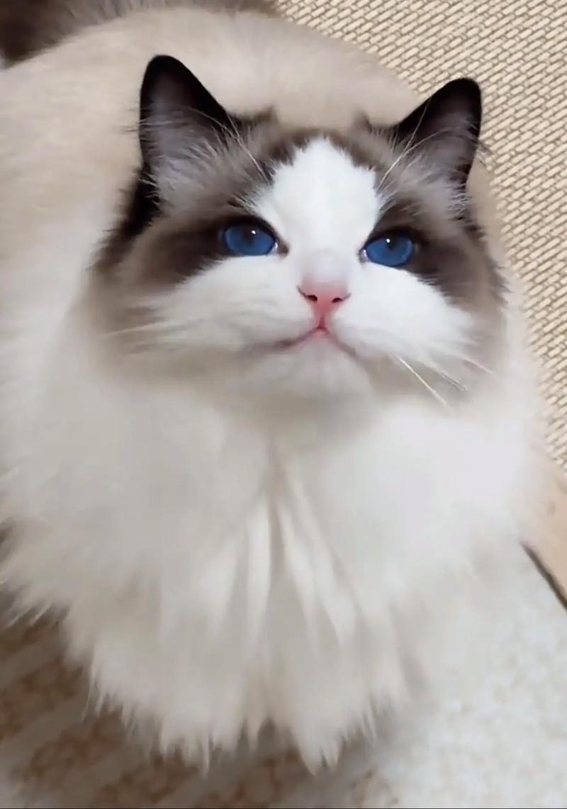 有个问题，如果三花猫是猫界刘亦菲，那为什么布偶猫是土肥圆呢？理论上布偶猫也算三种