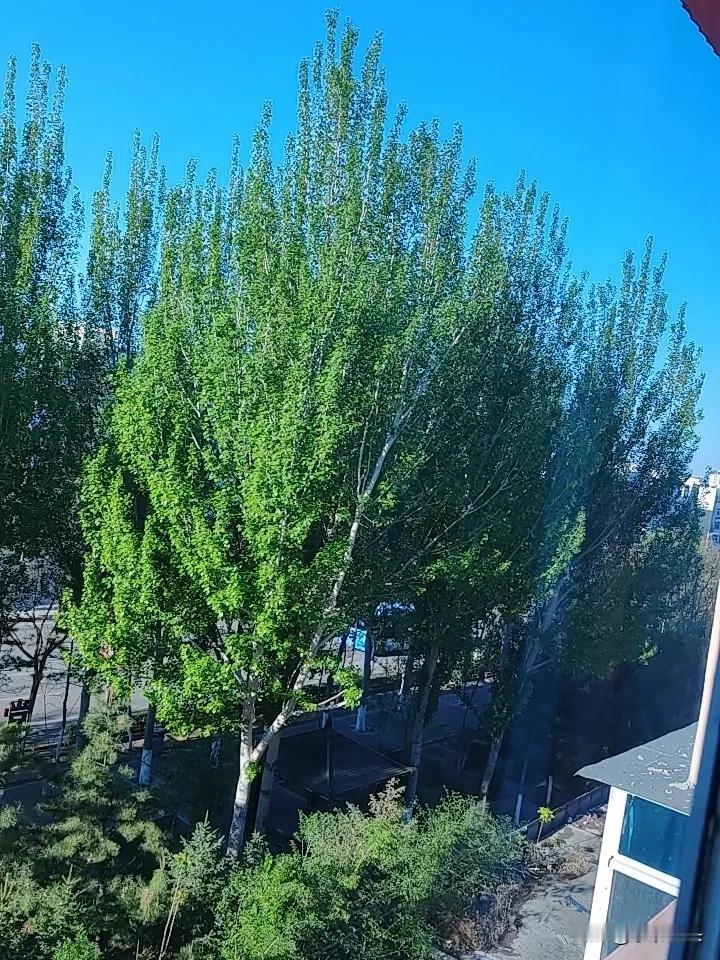 从老伴离开我这12年，我过得确实很苦，老伴在时，没进过厨房做过一次饭，也