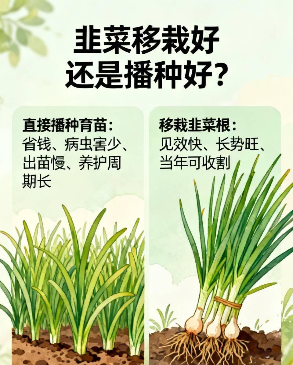 韭菜移栽好还是播种好?很多菜友准备种韭菜，拿不定主意，到底是用种子直播，还是移