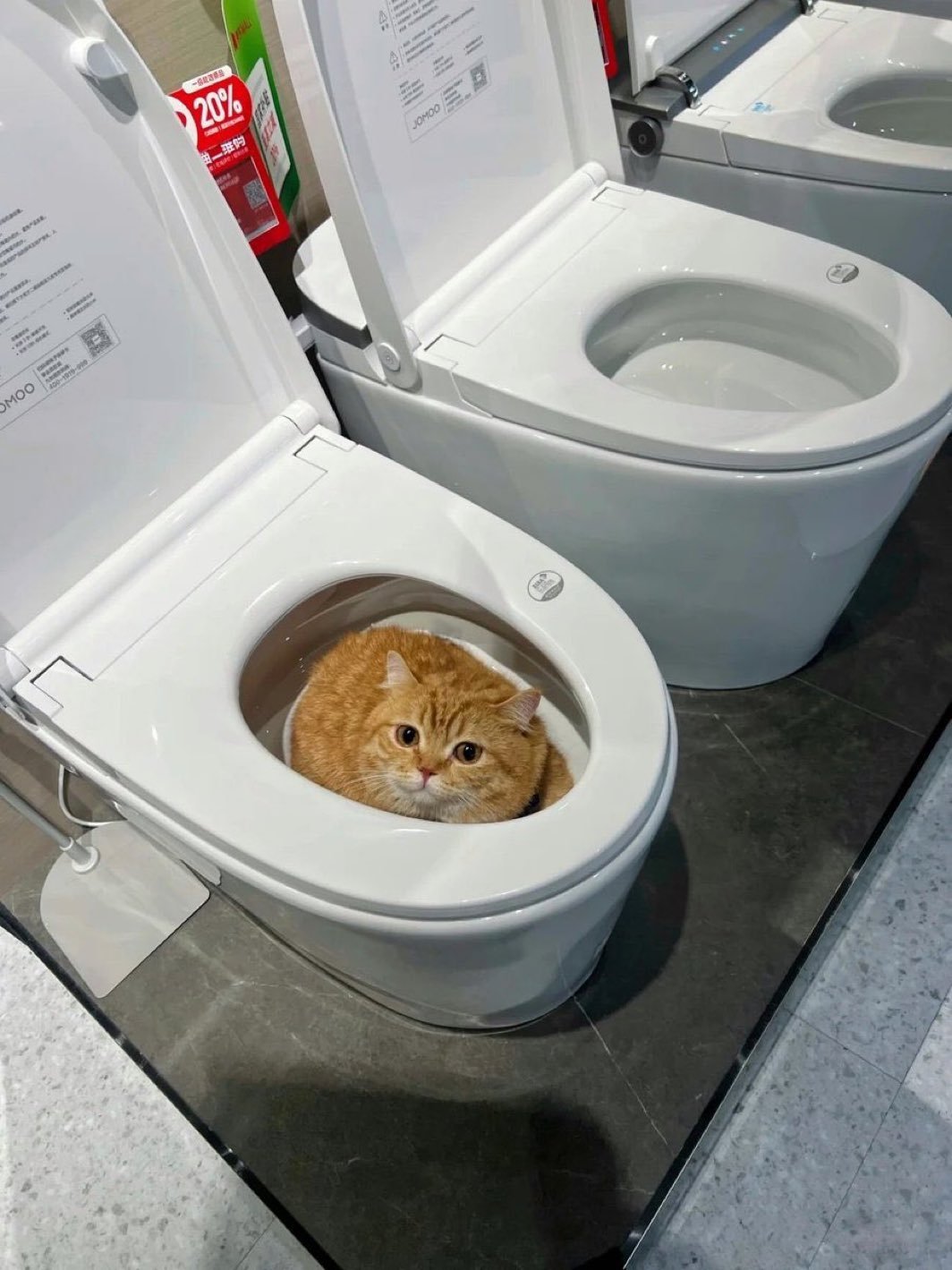小猫你跑马桶里干什么？​​​