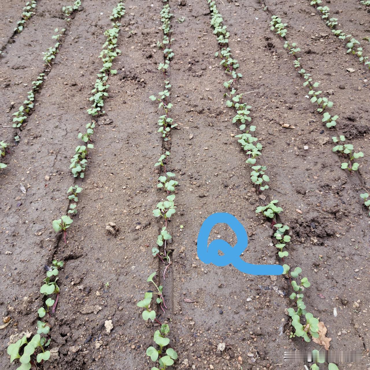 水萝卜，大萝卜，各种十字花科萝卜，都不需要播前催芽，啥法也别用，直接播种！前