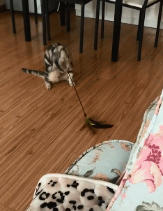 没有主人只好自娱自乐了