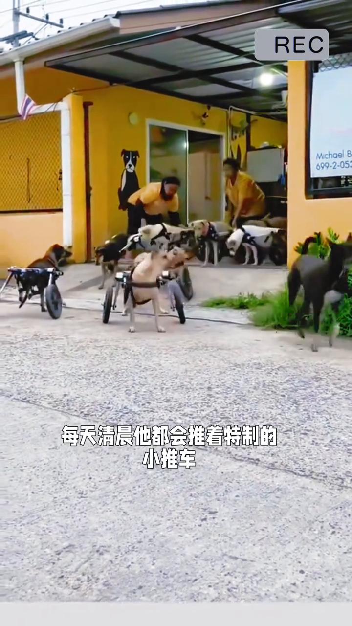 爱心人士收养残疾的狗狗，每天带它们出放风。但有一群爱心人士却把这些折翼的小天使