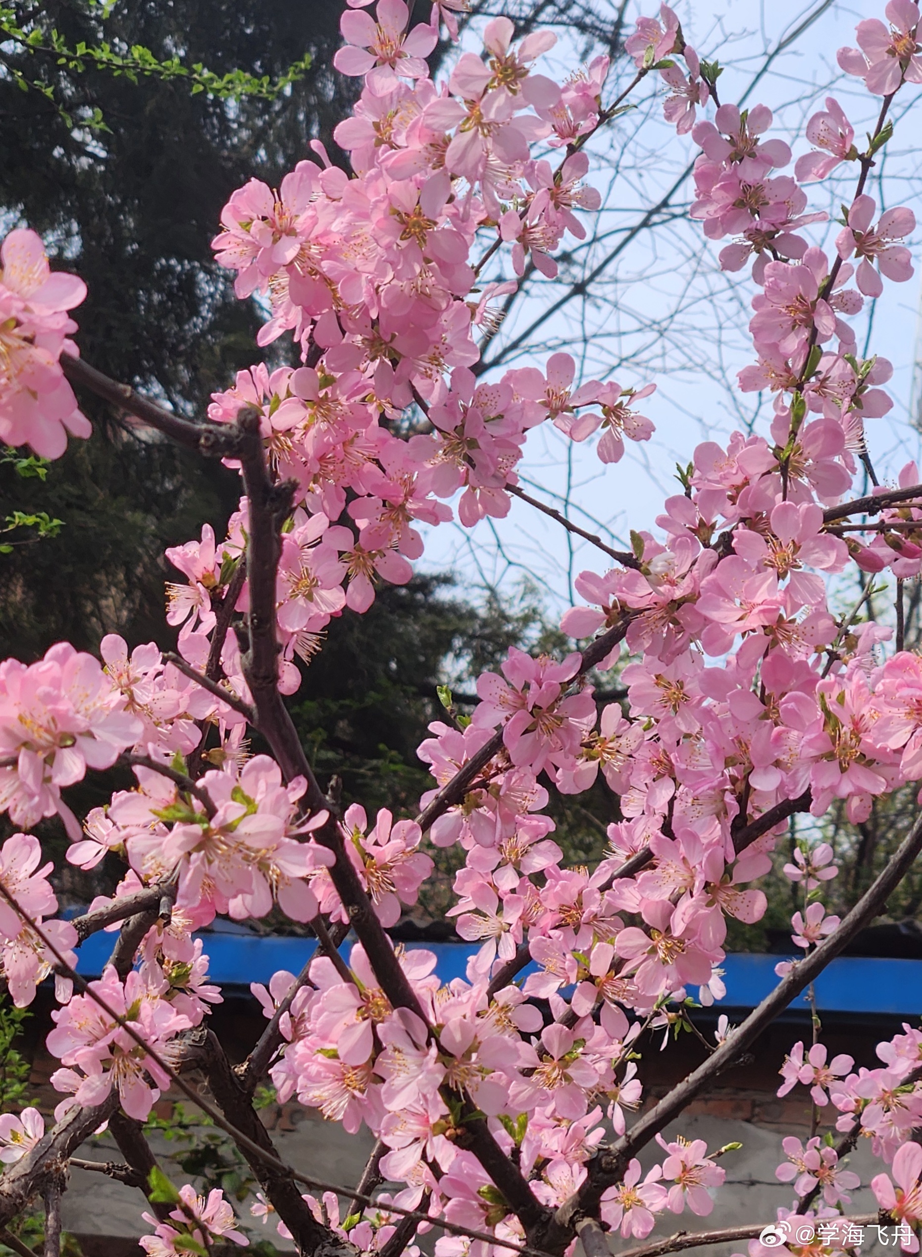 北京的公园和街头巷尾，到处鲜花盛开，五颜六色，赏心悦目……春明景和，国泰民安！可