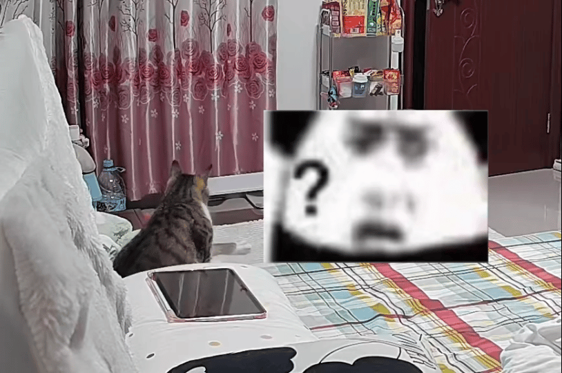 小猫不懂人为什么突然对监控打招呼我的精神状态凉好​​​