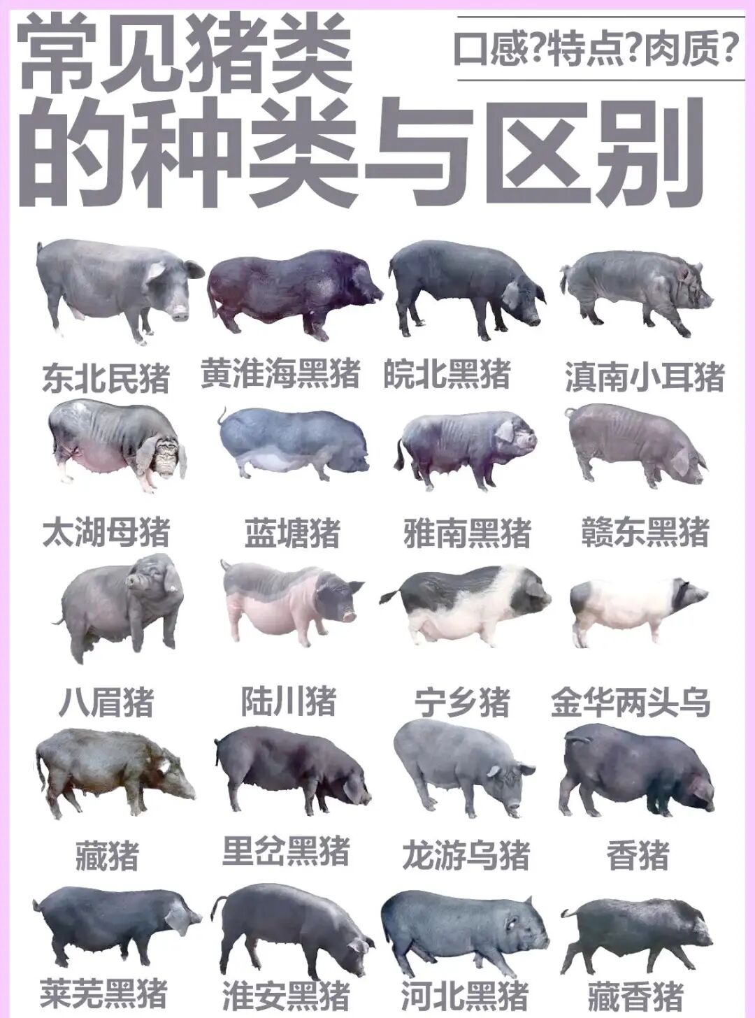 猪价跌到秦朝以来最便宜? 更残酷的是猪种危机!