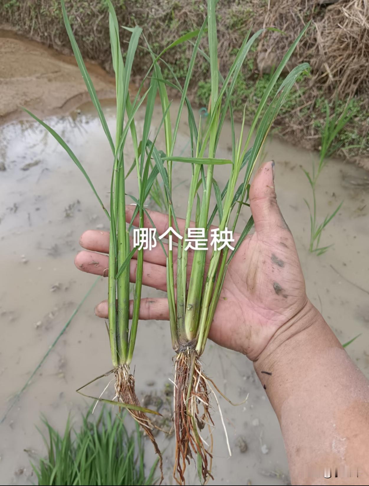 没干过农活和干过农活的都蒙了