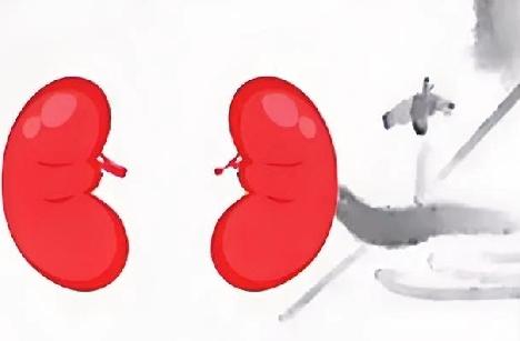 吃什么对肾脏有好处呢?据悉，3秒钟就会发生一例肾病患者，可见，养肾脏是多么重