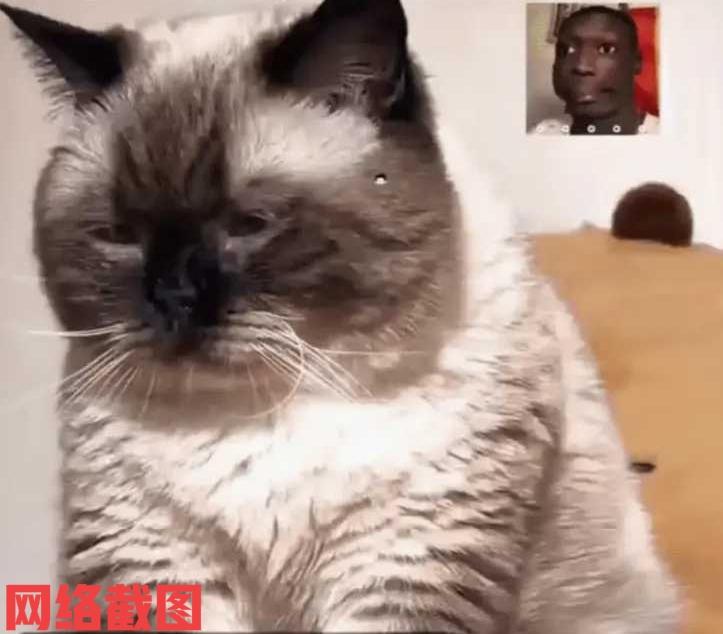 有女子养了只十六斤有白毛的小猫。可让女子遭遇到一件让她无法理解的事，她饲养的