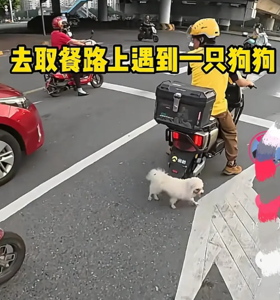 彻底解释不清了！广东韶关，博主在取餐的路上，遇到一只狗狗在公路上乱窜，博主对着狗