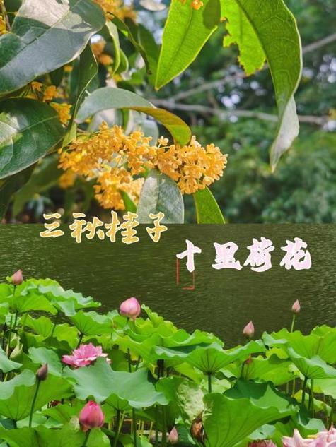 宋词（诗）景物描写佳句230例（六）26、烟柳画桥，风帘翠幕，参差十万人家。