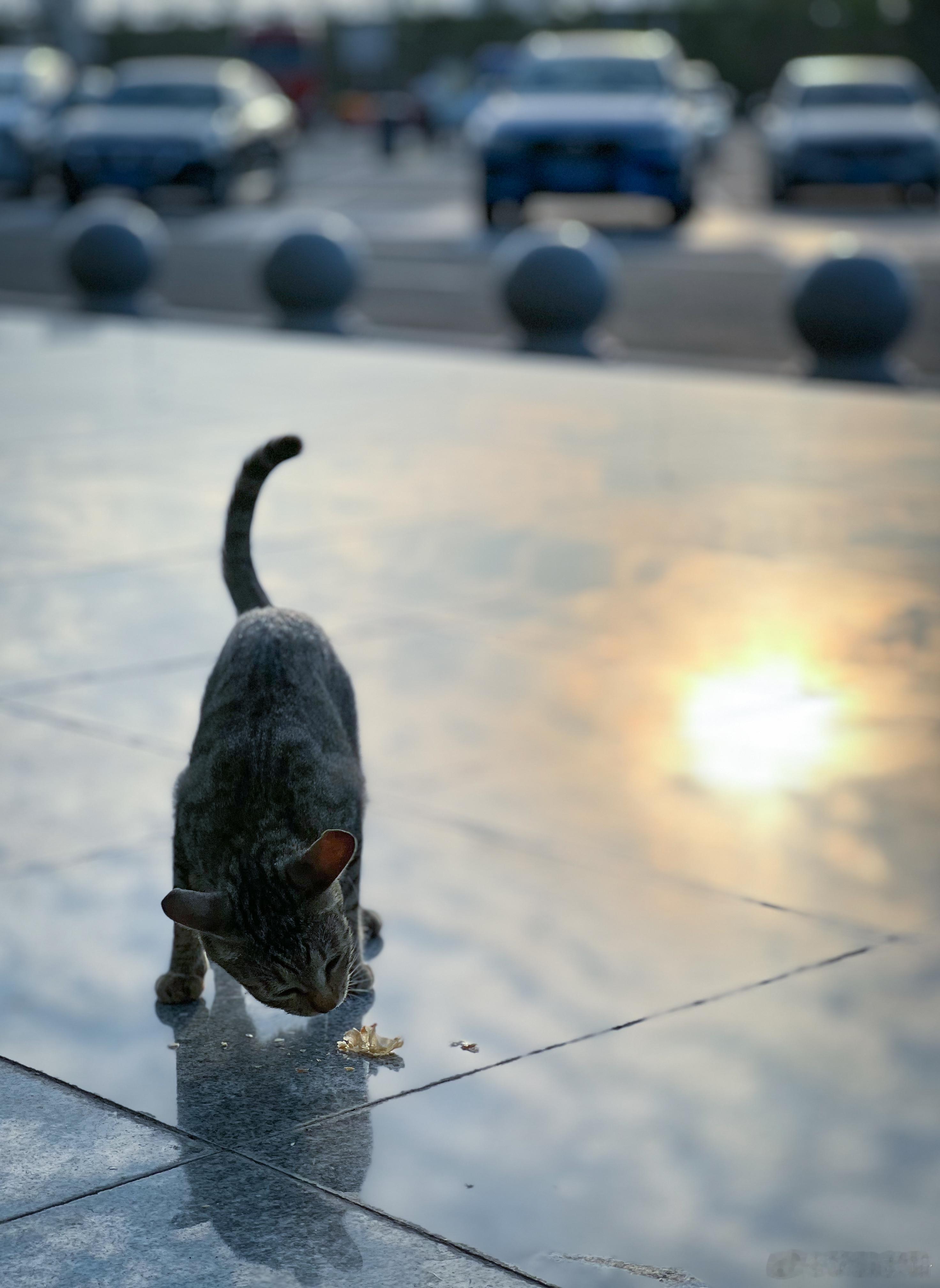 那天在服务区出来，这小猫一直跟着我，不是跟一小会，直接就是跟着不放。好，我懂了，