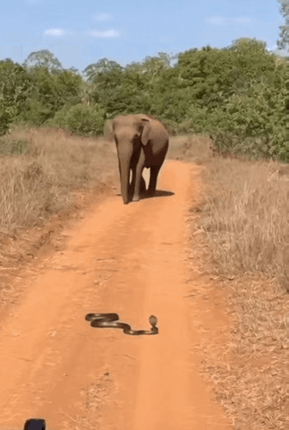 大象虽是陆地上的“大块头霸主”，眼镜蛇却是带致命毒液的“狠角色”。真遇上了，大象