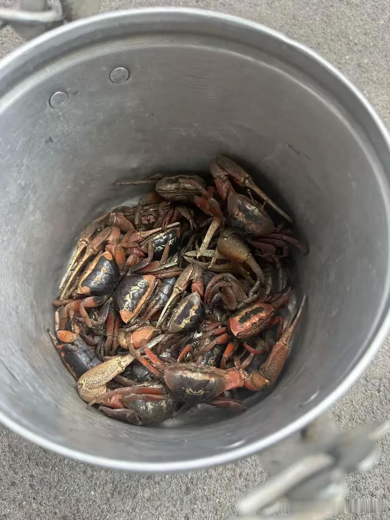 这是什么东西，你见过吗？