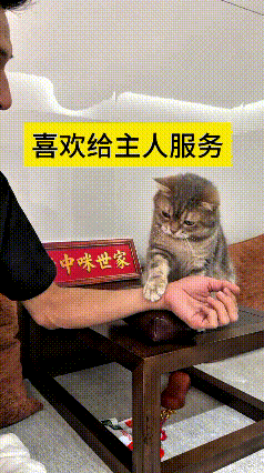 看到这个视频可给我逗乐了，这只小猫咪也太有灵性了。天天追着主人要把脉，主人把胳膊