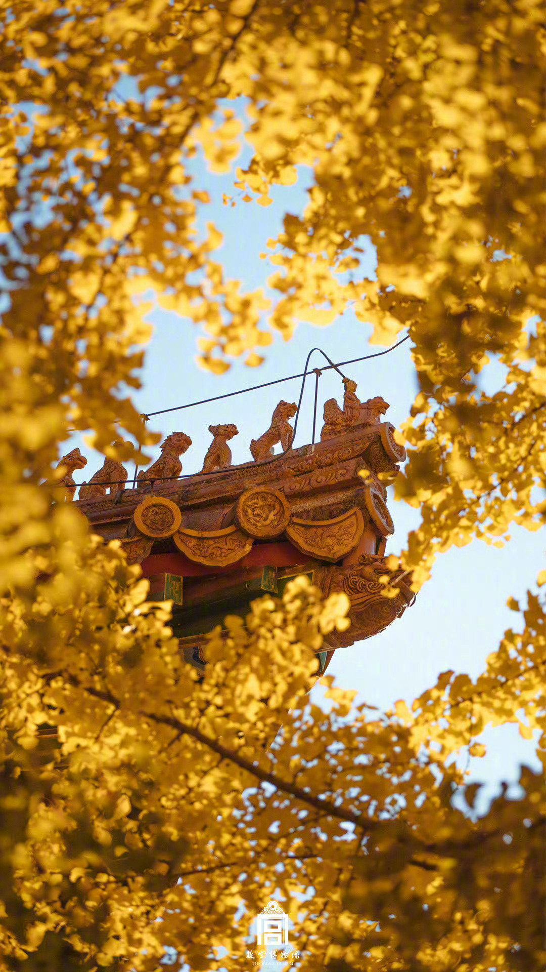 【这里是北京】一树银杏遮故宫片片金黄墙更红