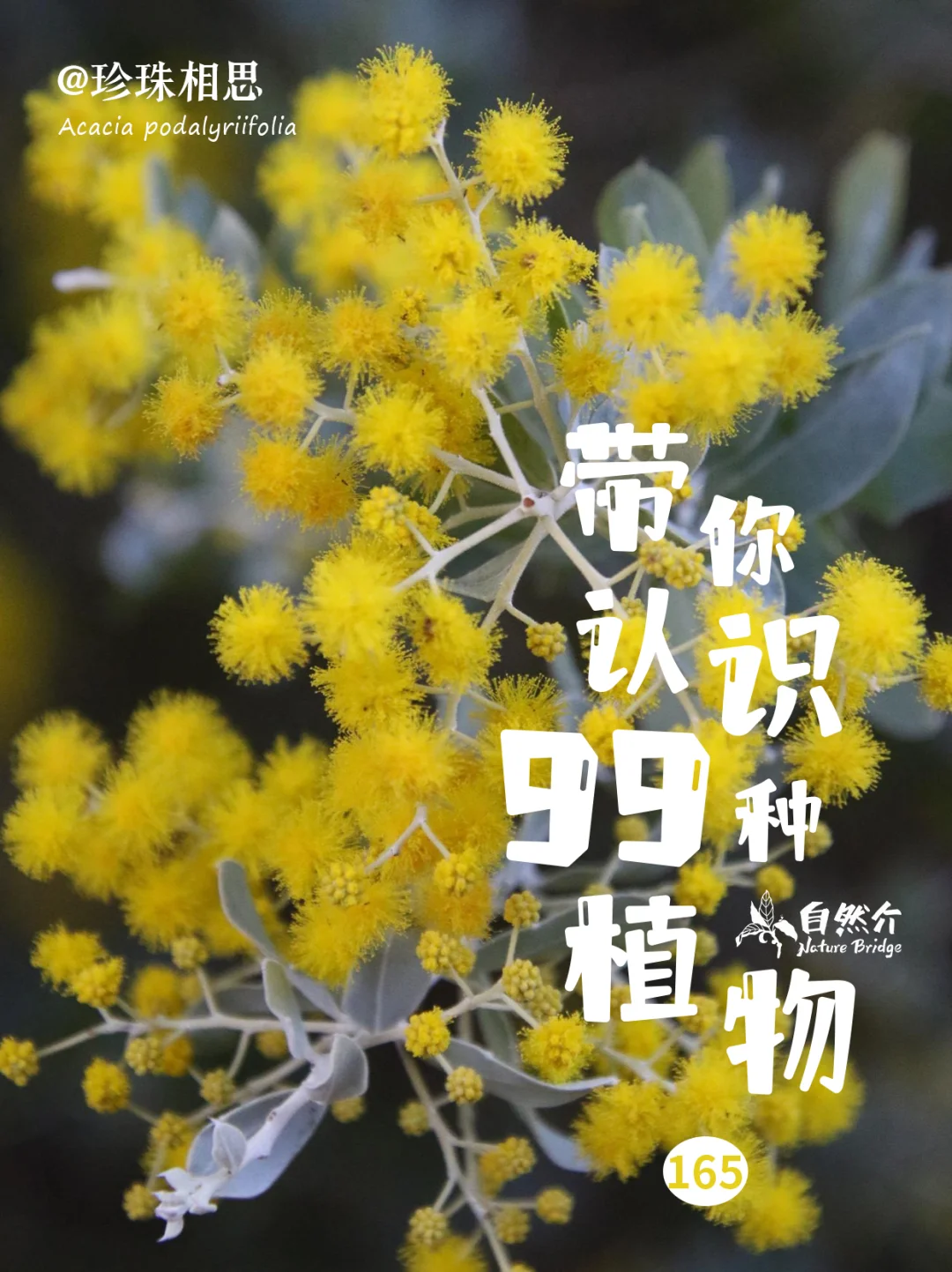 带你认识99种植物