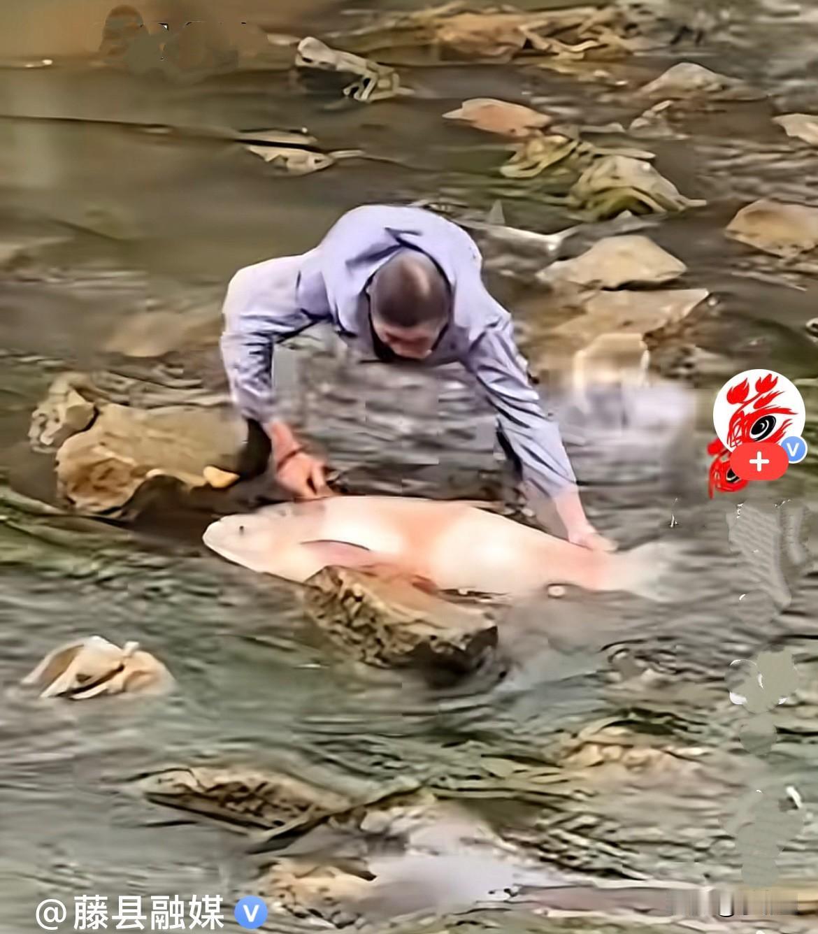 近日，云南昆明河道边，一条漂亮的大鱼意外困在浅滩礁石间搁浅，在水里徒劳扑腾挣扎，