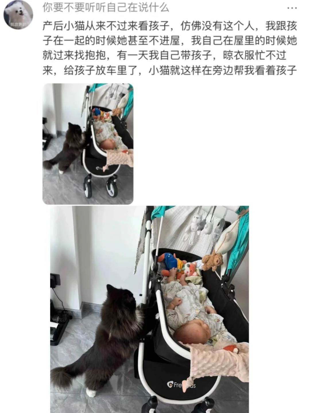 猫猫比你想象中更爱你​​​