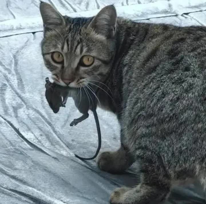 河北，一名女子发现自家的狸花猫在柴火棚里逮到了一只老鼠，结果，女子发现柴火棚里还