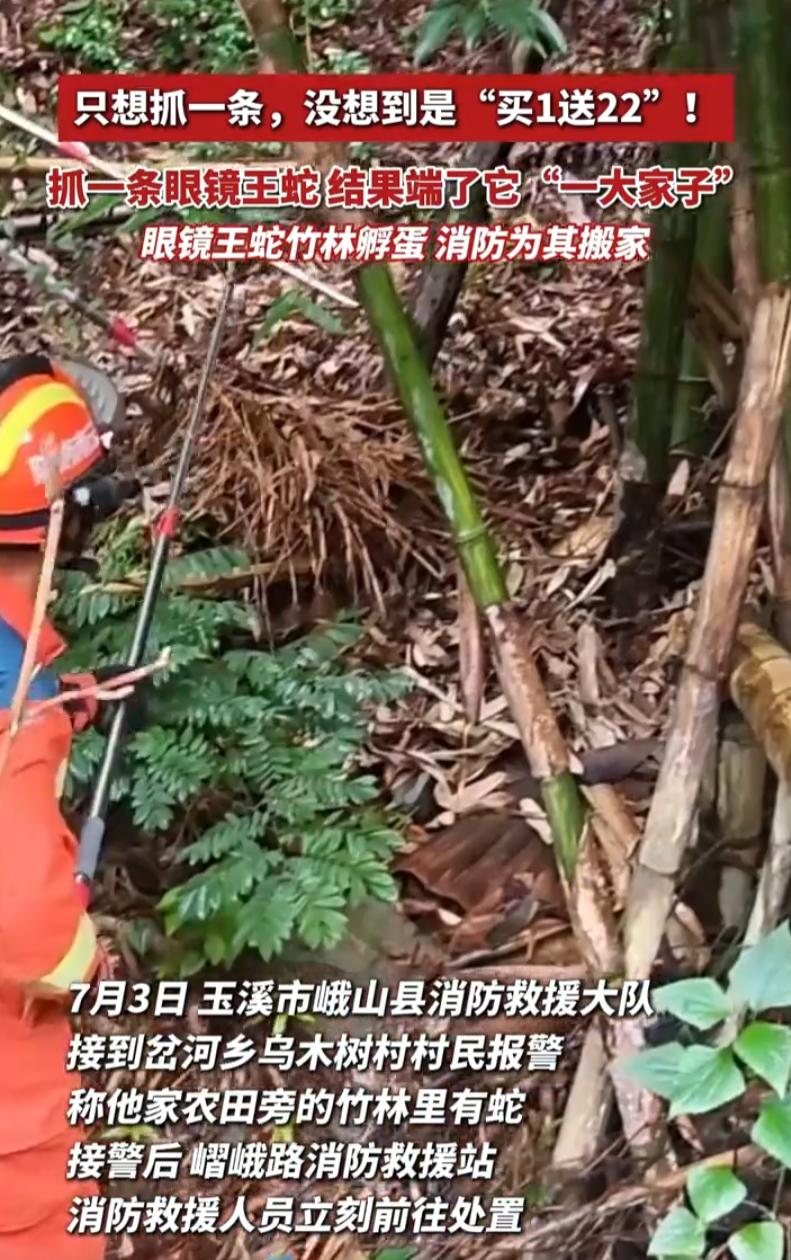 吓坏了！云南峨山，一村民在地里干活时发现自家农田旁边的竹林里有蛇，于是报警叫消防