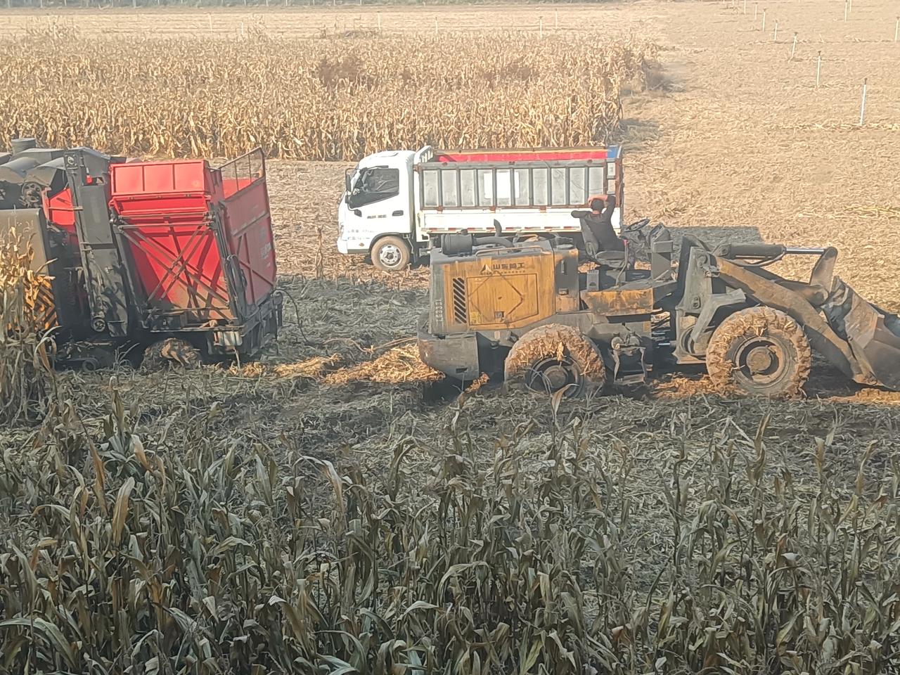 这哪是收玉米？？看见没有？今天是2025年11月3日，还有四天就立冬了，玉米