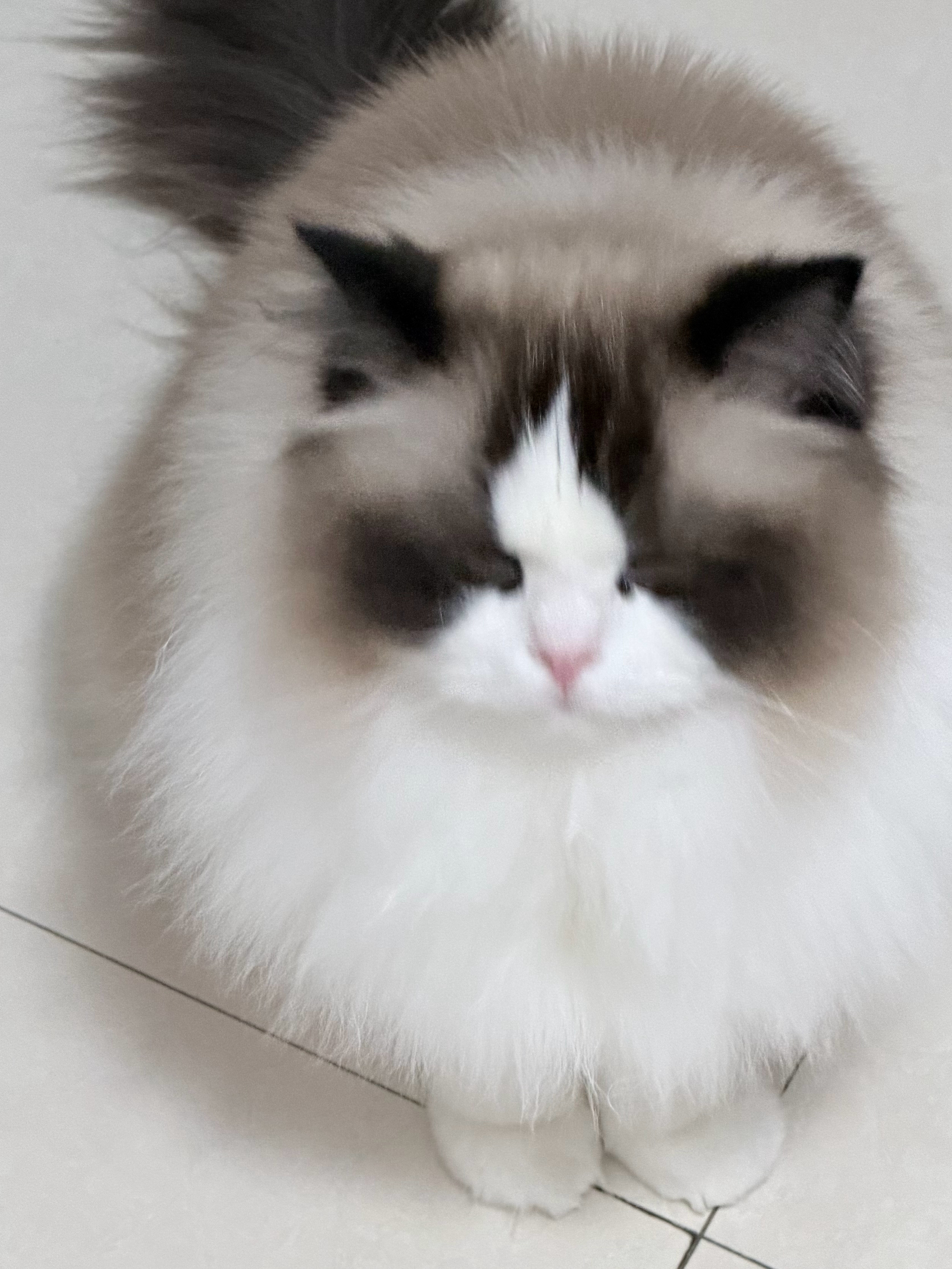 小小蒲公英竟敢偷偷修炼成精