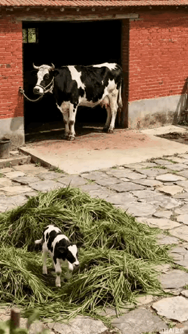 古有羊羔跪乳、乌鸦反哺，今有牛犊喂母。红砖瓦房前，母牛被拴在门边，因牛绳太短